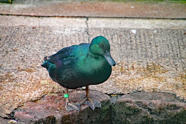 虹色の緑のカユガアヒルが水の中を見る — ストック写真