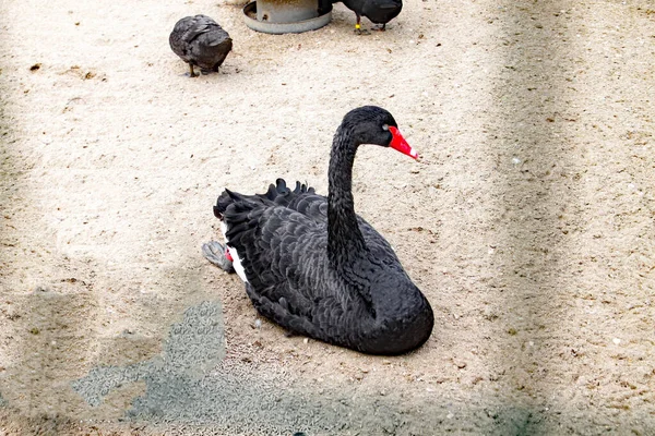 黒い白鳥の巣がある — ストック写真