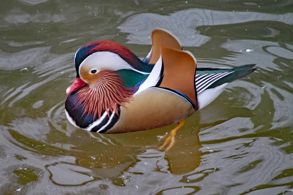 Pato Mandarim Nadando Lago — Fotografia de Stock