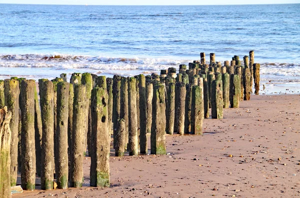 Régi Fatörzsek Használt Groynes Dawlish Warren Fut Tengerbe — Stock Fotó