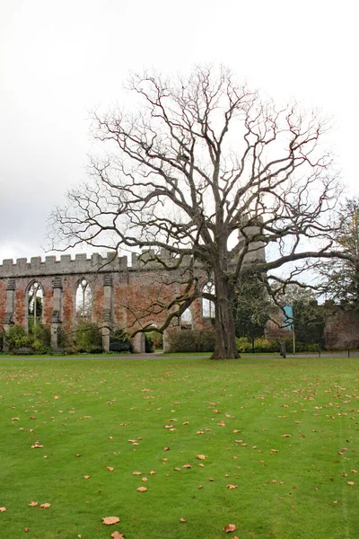 Uma Árvore Outonal Terreno Palácio Bispo Wells Somerset — Fotografia de Stock