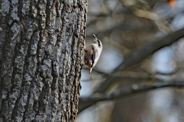 Bir ağaç sürüngeni bir ağacın gövdesinde yukarı doğru yol alır.