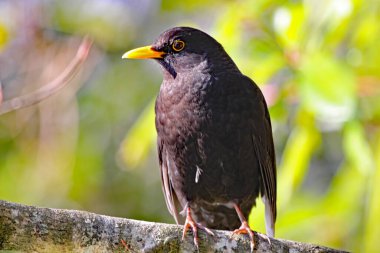 Bir ağacın dalına tüneyen bir karatavuğa yaklaş