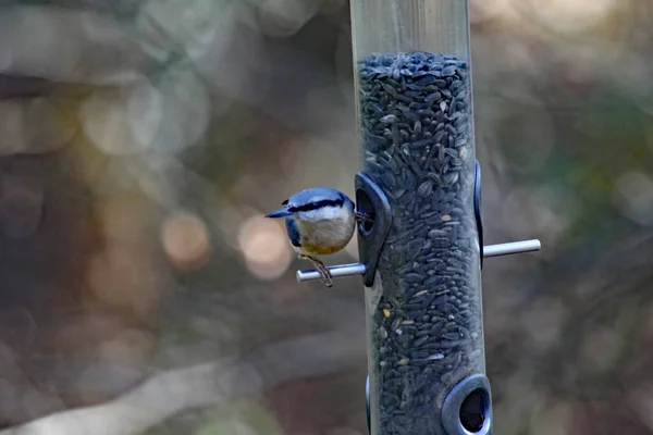 Nuthatch Perches Seed Feeder Nature Reserve — Stock Photo, Image