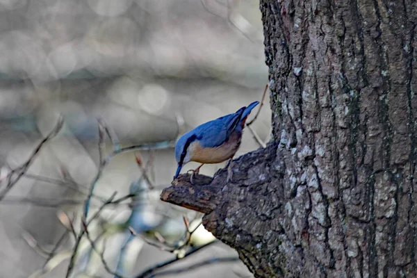 Une Sittelle Perche Près Une Branche Arbre Dans Une Réserve — Photo