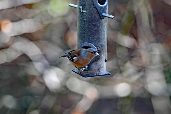 Perchoirs Pintade Par Une Mangeoire Graines Dans Une Réserve Naturelle — Photo