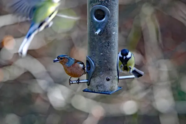 Chaffinch Great Tit Perch Seed Feeder Nature Reserve — Photo