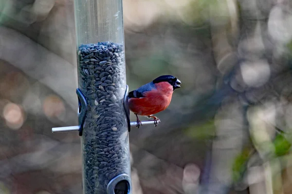 Bouleau Perche Près Une Mangeoire Graines Dans Une Réserve Naturelle — Photo