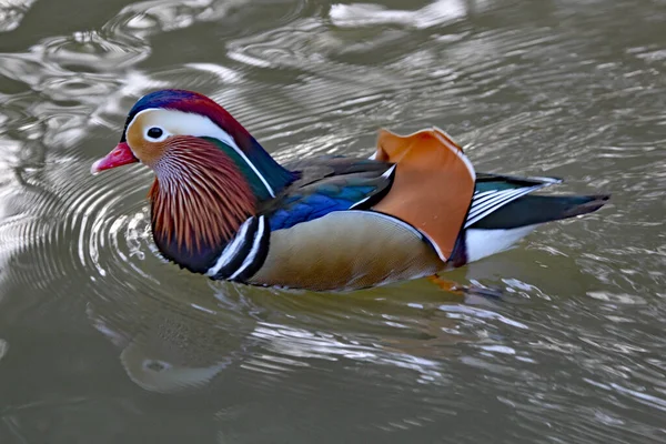 Pato Mandarim Nadando Lago Exibindo Sua Plumagem Vívida — Fotografia de Stock