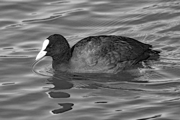 Imagem Preto Branco Coot Nadando Lago Inglaterra — Fotografia de Stock