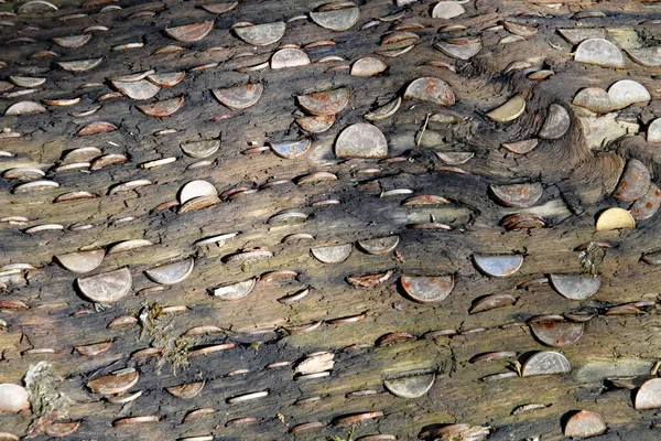 Monedas Incrustadas Árbol Del Dinero Los Jardines Perdidos Heligan Cornwall — Foto de Stock
