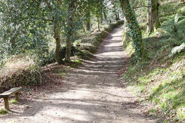 A narrow country lane with ivy covered trees on either side in Cornwall, England