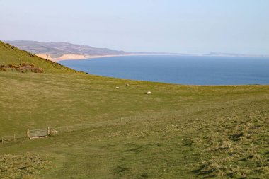 Dorset 'teki Seatown yakınlarındaki Güney Batı Sahil Yolu' nda yürüyor. Charmouth ve West Bay arasındaki Jurassic sahilinde.
