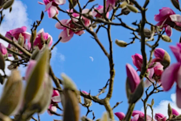 Beautiful Display Newly Opened Magnolia Blossom Background Blue Cloudy Sky — Stock Photo, Image