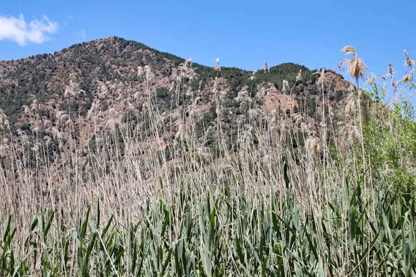 Schilf Wächst Einem See Den Bergen Der Türkei — Stockfoto