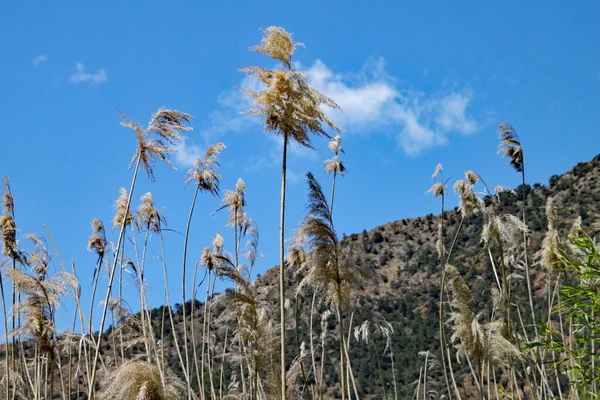 Schilf Wächst Einem See Den Bergen Der Türkei — Stockfoto