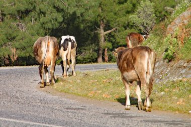 Türkiye 'de bir yamaçta kahverengi inekler yavaşça yürüyor
