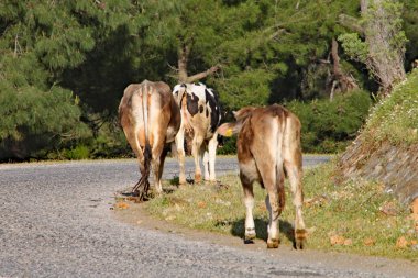 Türkiye 'de bir yamaçta kahverengi inekler yavaşça yürüyor