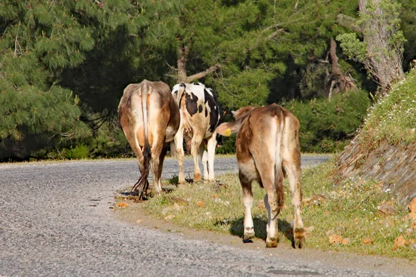 Türkiye 'de bir yamaçta kahverengi inekler yavaşça yürüyor