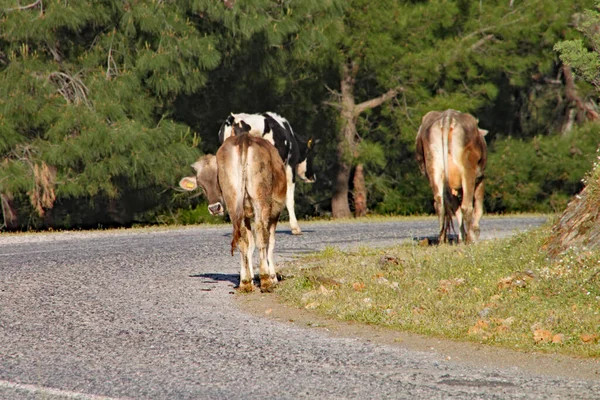 Les Vaches Brunes Marchent Lentement Long Route Sur Une Colline — Photo