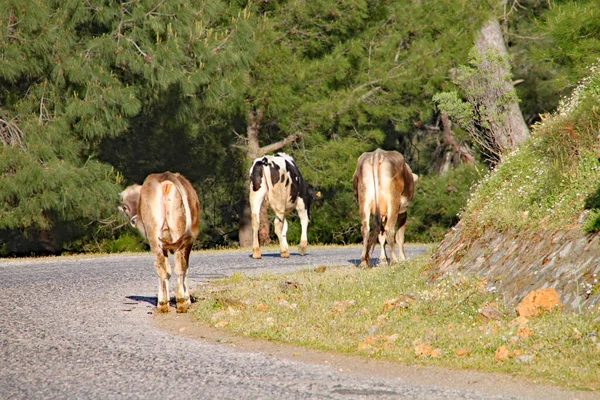 Les Vaches Brunes Marchent Lentement Long Route Sur Une Colline — Photo