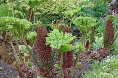Bir İngiliz kır bahçesindeki uzun ve karmaşık kırmızı bitkinin yakınına.