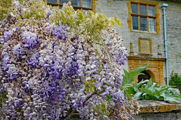 Une Masse Fleurs Glycine Violette Devant Une Maison Campagne Anglaise — Photo
