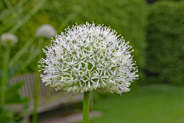 Close Van Ingewikkelde Witte Allium Bloem — Stockfoto