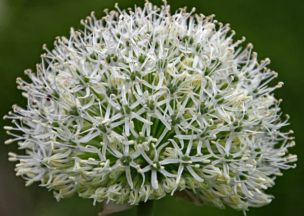 Blisko Zawiłe Biały Kwiat Allium — Zdjęcie stockowe