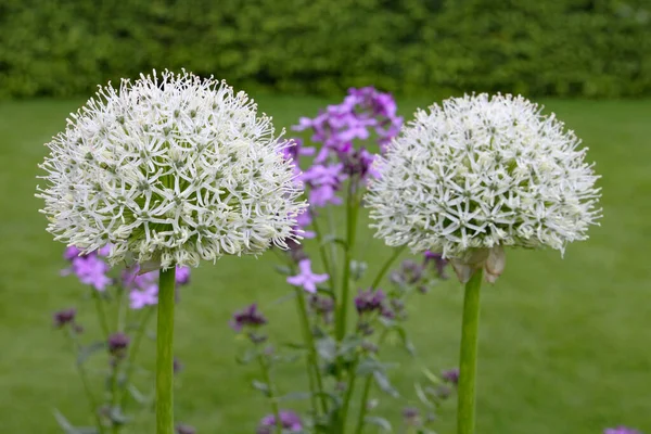 Blisko Zawiłe Biały Kwiat Allium — Zdjęcie stockowe