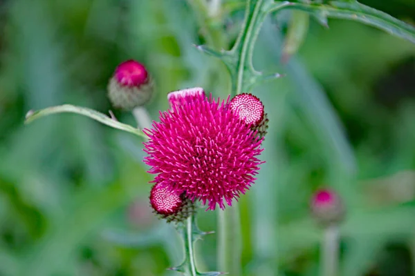 Primer Plano Una Pequeña Flor Rosa Jardín Campo Inglés —  Fotos de Stock