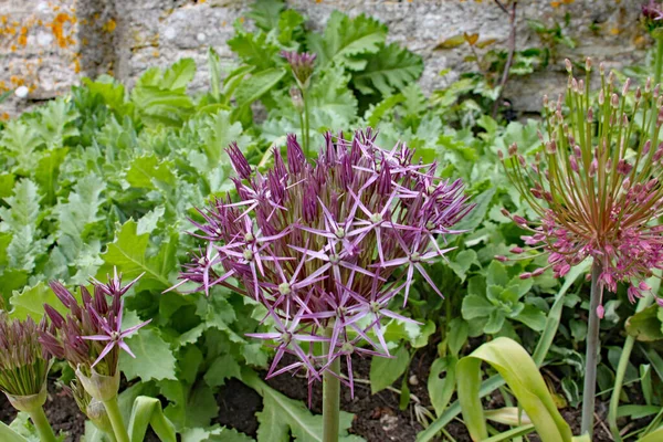 Close Van Ingewikkelde Paarse Allium Bloem — Stockfoto