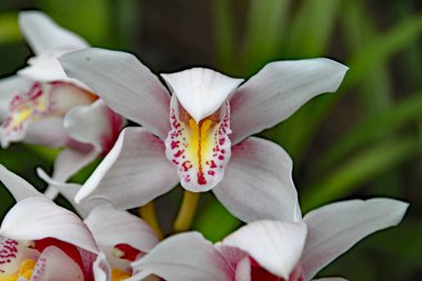 Karmaşık beyaz ve pembe çiçeğe yakın çekim