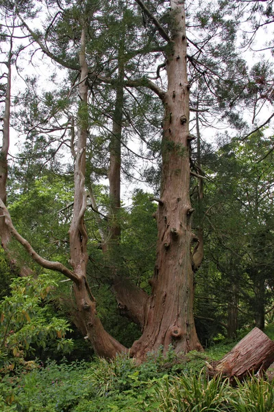 Grupo Árboles Viejos Bosque — Foto de Stock
