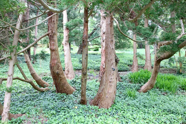 Grupo Árboles Viejos Bosque — Foto de Stock
