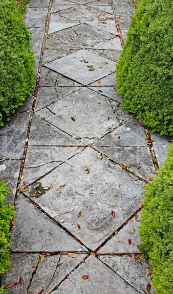 Patterned Concrete Block Walkway Rounded Topiary Shrubs English Country Garden — Stock Photo, Image