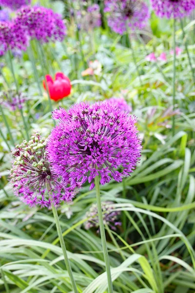 Close Purple Allium Czech Country Garden — Stock fotografie