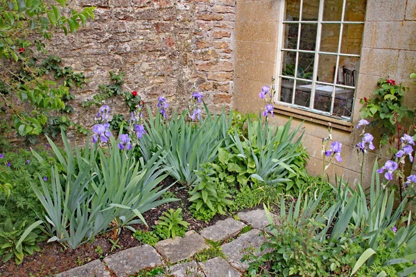 Iris Fleurs Poussant Dans Lit Fleurs Dans Coin Calme Près — Photo