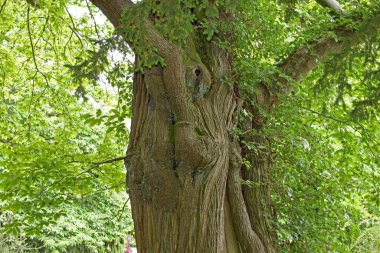 İngiliz çayırında yaşlı buruşuk ağaç.
