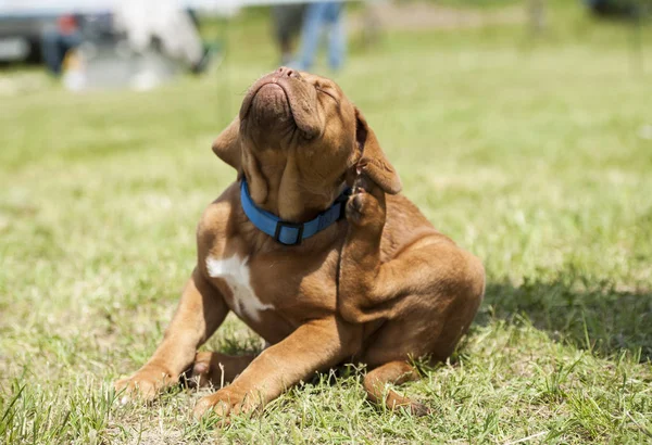 Ataque de pulgas. Dogue de Bordeaux cachorro coçar — Fotografia de Stock