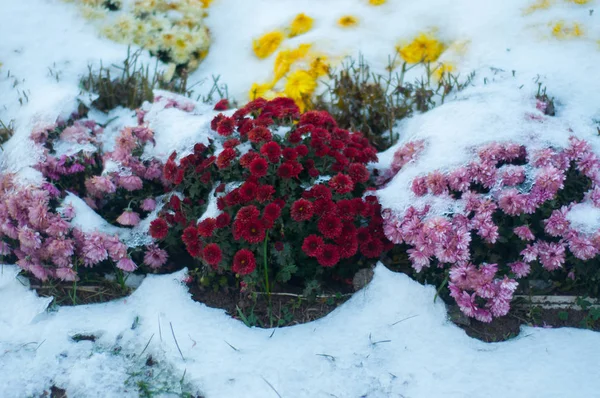 Красивый Цветной Цветок Зимой — стоковое фото