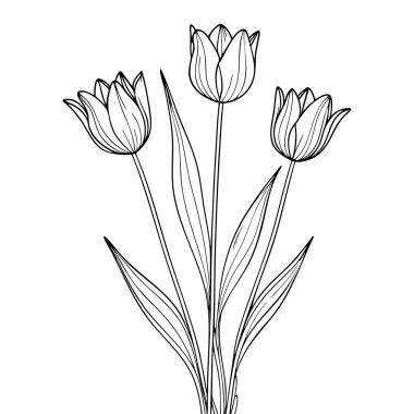 Çiçek sevenler ve çocuklar için mükemmel yaprakları olan üç lale çiçeğinin basit boyama sayfası.