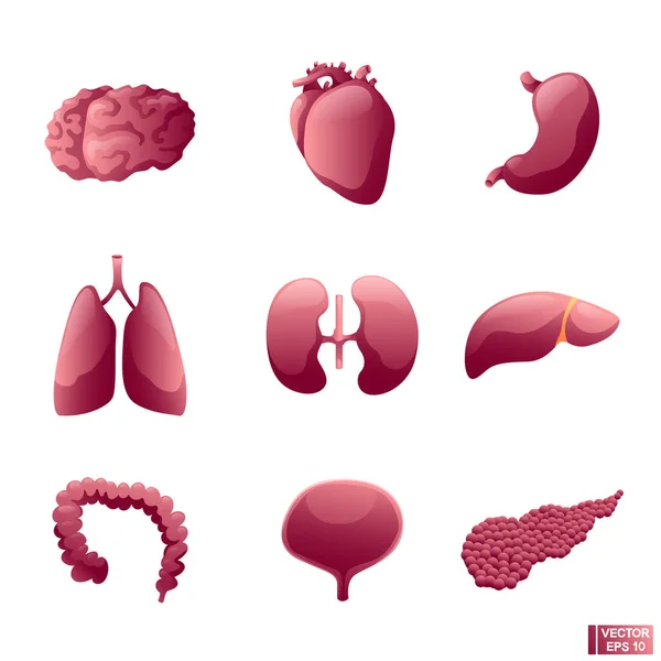 Ensemble d'organes internes icône . — Image vectorielle