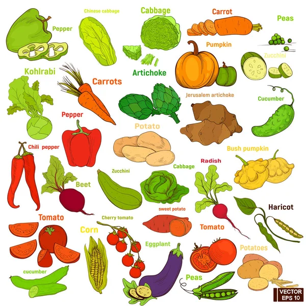 Gran conjunto de verduras de color . — Vector de stock