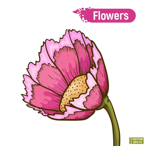 粉红色的花隔离 — 图库矢量图片