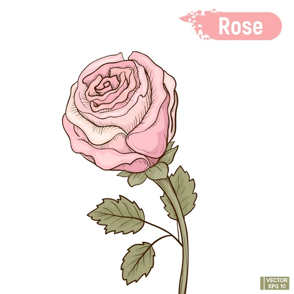 Flor rosa florescente —  Vetores de Stock