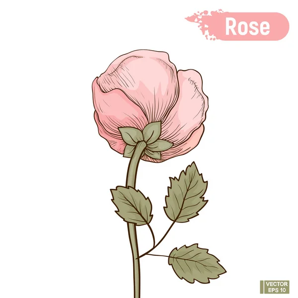 Flor rosa floreciente — Vector de stock