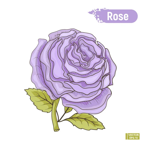 Fleur rose bleue fleurissante — Image vectorielle