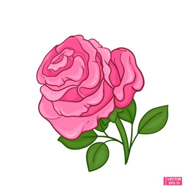 Çiçek açan pembe gül çiçeği