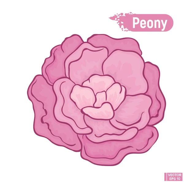 Цветущий лиловый пионский цветок . — стоковый вектор